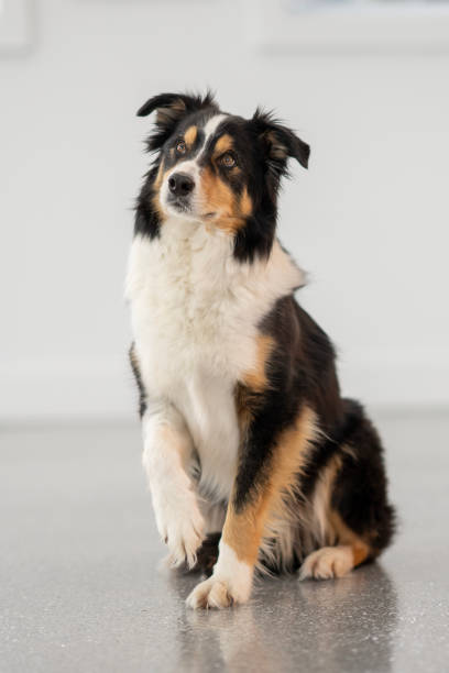 istock Attentive Border Collie Dog Lying on the Floor Looking Up 2202315638
