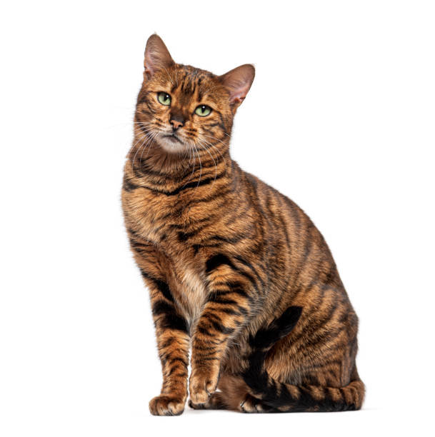 istock Toyger cat sitting and looking at camera isolated on white background 2202315827