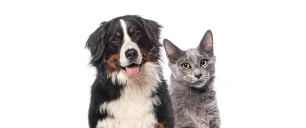 istock Bernese mountain dog and chartreux cat looking at the camera on a white background 2202315982