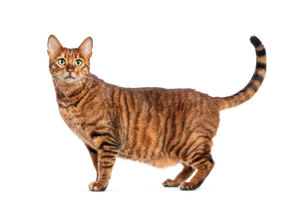 istock Toyger cat standing and looking up isolated on white background 2202316045