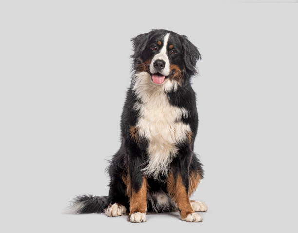 istock Bernese mountain dog sitting and panting on a seamless gray background 2202316049