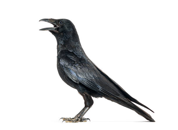 istock Carrion crow, corvus corone, calling, isolated on white 2202316181