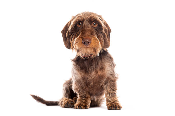 istock Brown wire-haired dachshund dog sitting and looking at camera on white background 2202316332
