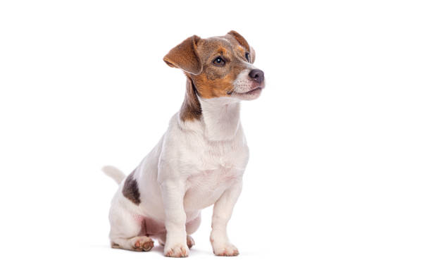 istock Jack russell terrier puppy sitting and looking up on white background 2202316526