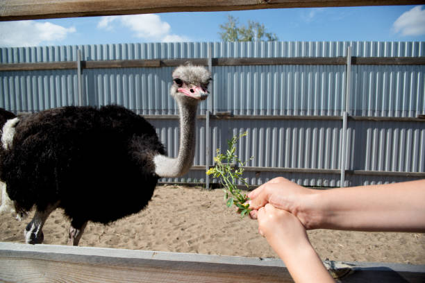 istock The ostrich on the farm 2202316548