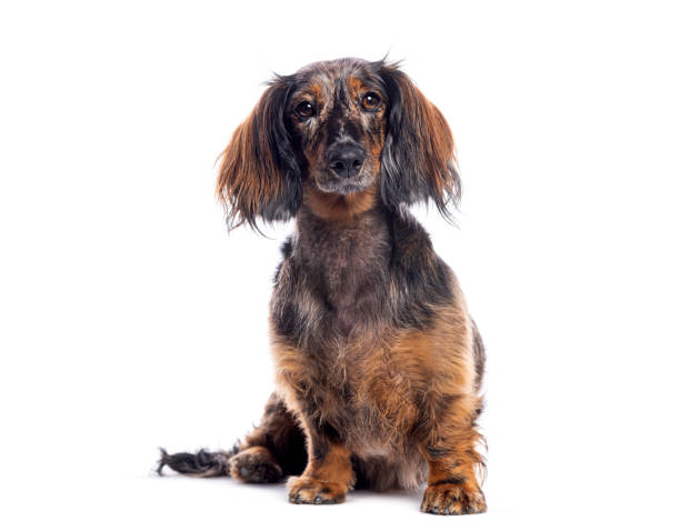 istock Longhaired dachshund sitting and looking at camera isolated on white background 2202316566