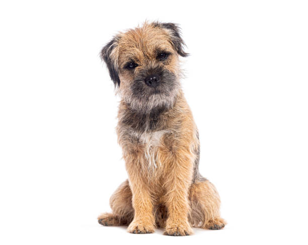 istock Border terrier dog sitting and looking at camera isolated on white background 2202316623