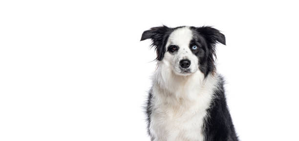 istock Border collie dog with heterochromia looking at camera on white background 2202316654