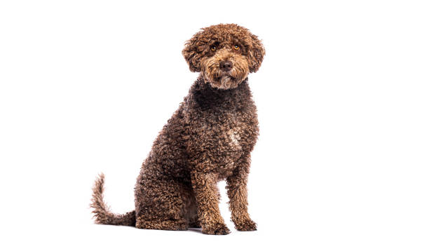 istock Brown spanish water dog sitting and looking at camera isolated on white background 2202316717