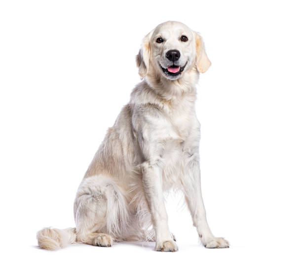 istock Golden retriever sitting and looking at camera, isolated on white 2202316771