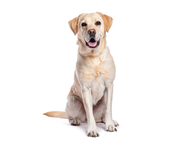 istock Happy labrador retriever sitting on a white background and looking at the camera 2202316817