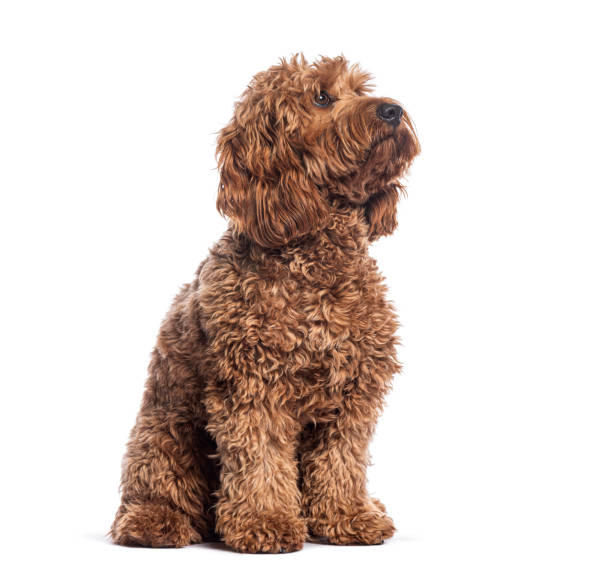 istock Adorable cockapoo puppy sits attentively, gazing upwards with curiosity against a clean white backdrop 2202316906