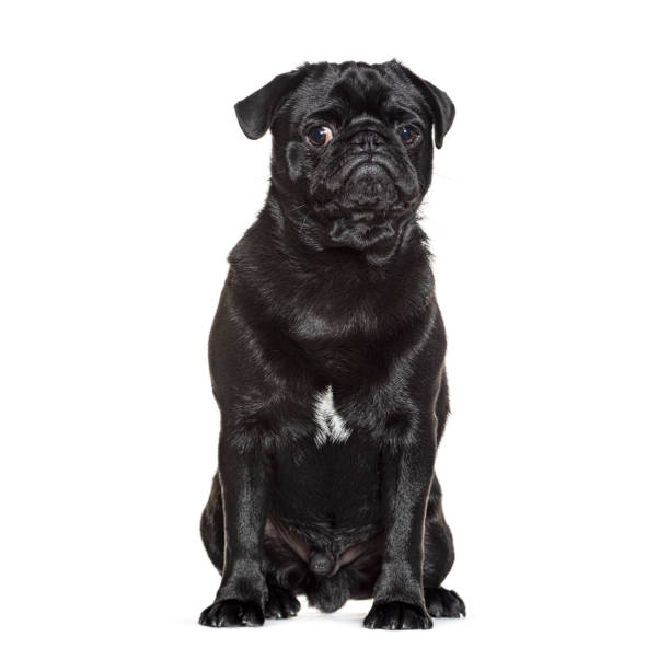 istock Black pug sitting and staring at the camera on a white background 2202316964