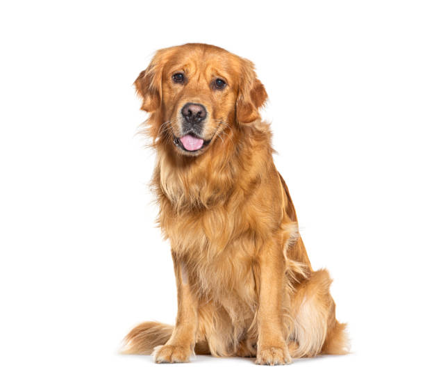 istock Golden retriever sitting and looking at the camera, isolated on white 2202316989