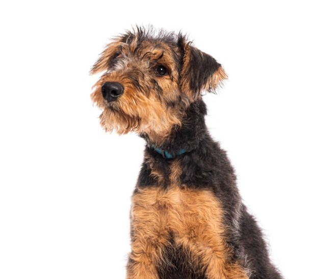 istock Adorable airedale terrier puppy looking up with a curious expression on white background 2202317027