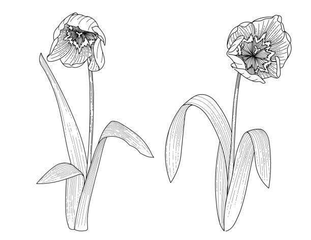 istock Set of two tulips flower hand drawn sketch for drawing book vector illustration isolated on white background 2202317063