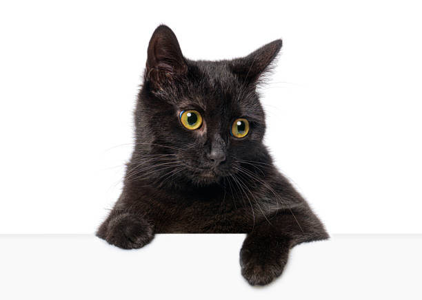 istock Adorable black cat with captivating yellow eyes peeking over a white surface, creating a charming and curious scene 2202317097