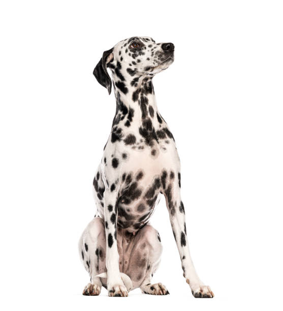 istock Dalmatian dog sitting and looking up isolated on white background 2202317098