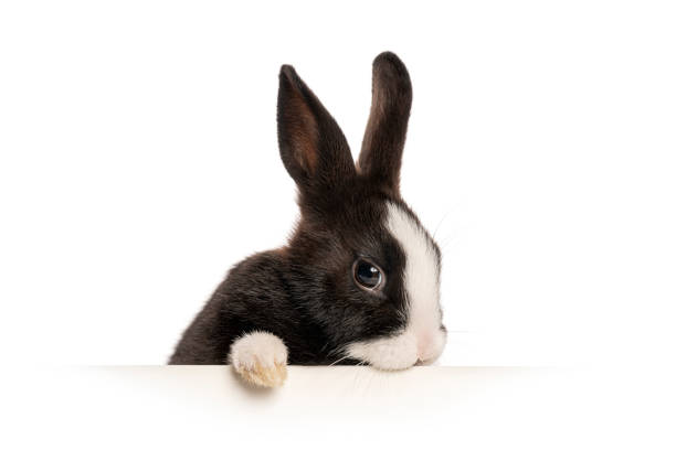 Adorable baby rabbit with black and white fur peeking over a white surface against a white background