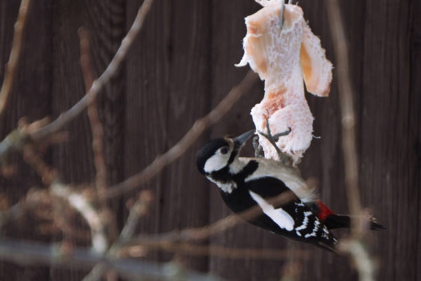Great spotted woodpecker eating lard from bird feeding place while hanging upside-down