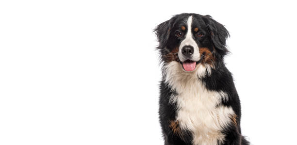 istock Bernese mountain dog panting and looking at camera on white background 2202321746