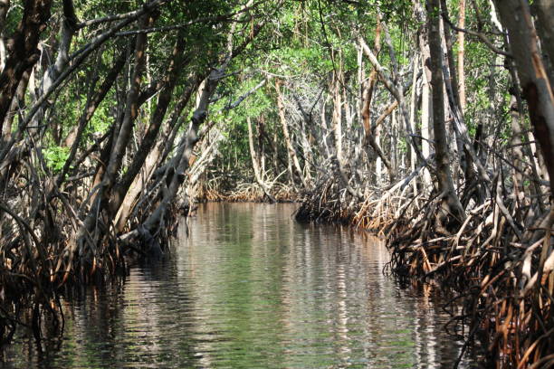 istock Mangroves Everglades Florida 2202321771