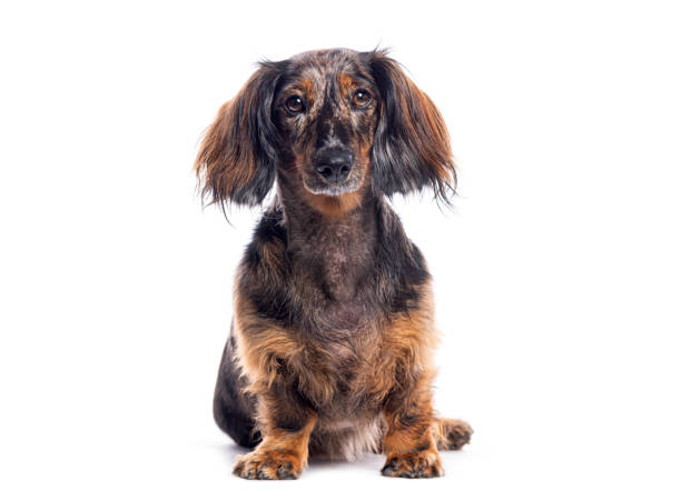 istock Longhaired dachshund sitting and looking at the camera, isolated on white background 2202321781