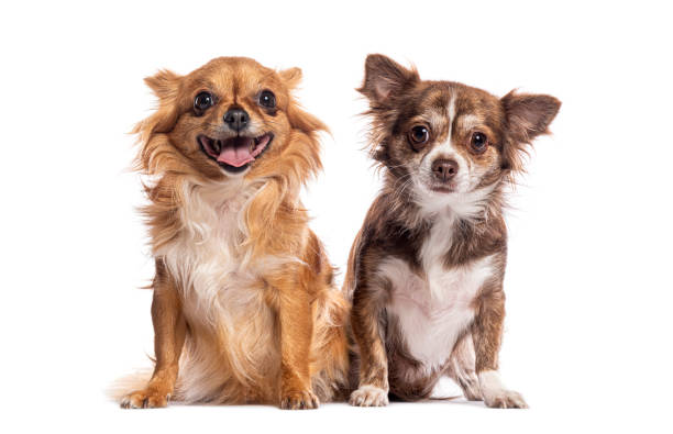 istock Two long haired chihuahuas sitting and looking at the camera, isolated on white 2202321810