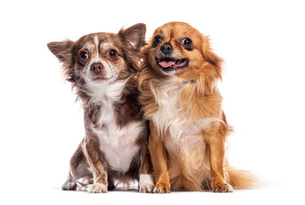 istock Two long-haired chihuahuas sitting together and looking away on white background 2202321819
