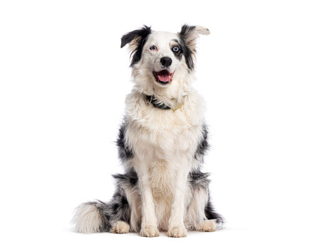 istock Border collie sitting and looking at camera, isolated on white 2202321821