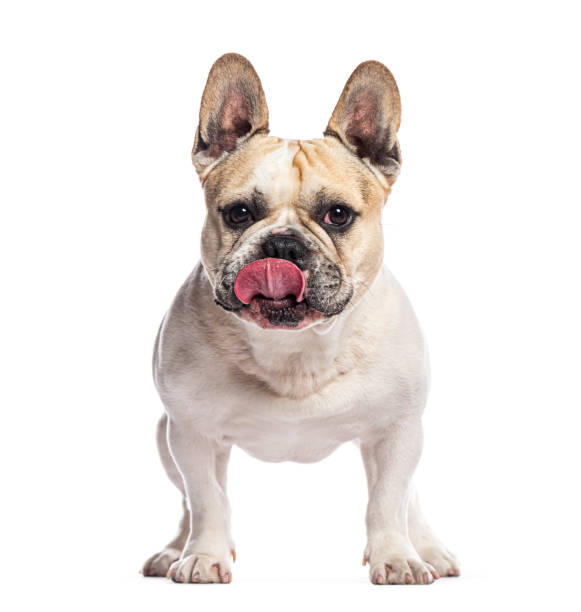 istock French bulldog licking its nose while looking at camera, isolated on white 2202321880
