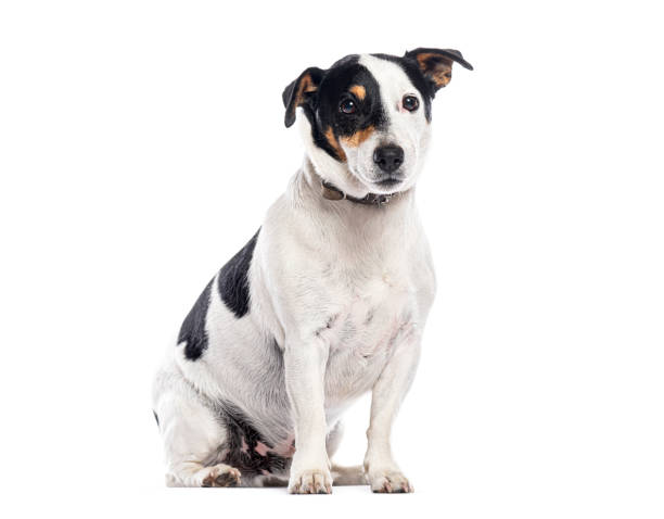 istock Jack russell terrier sitting and looking away on white background 2202321884