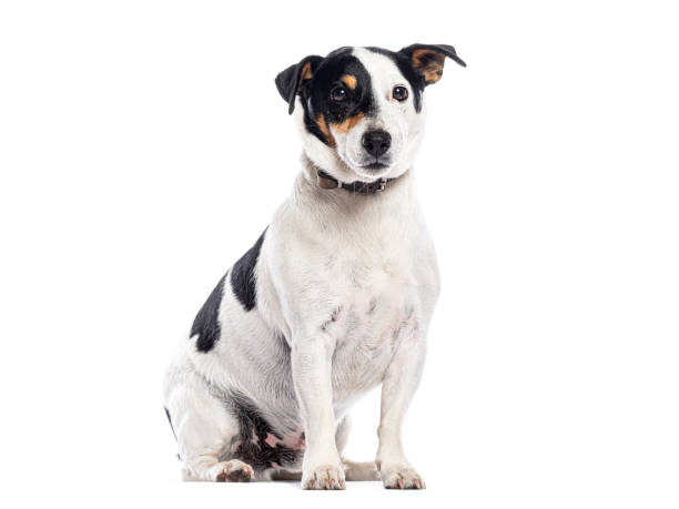 istock Jack russell terrier sitting and looking at camera, isolated on white 2202321899