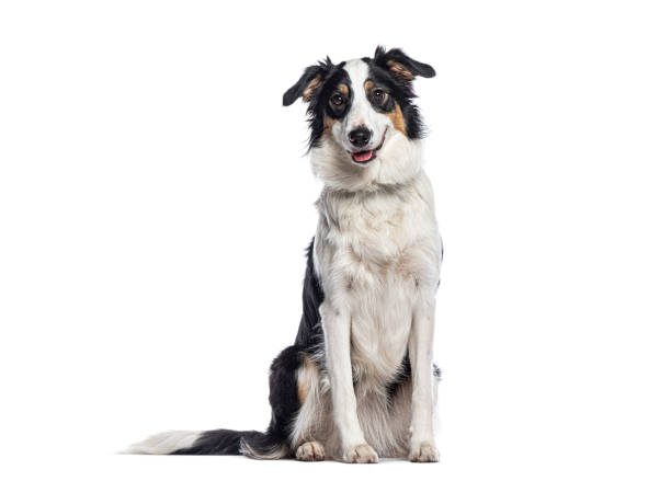 istock Border collie dog sitting and looking at camera on white background 2202321915