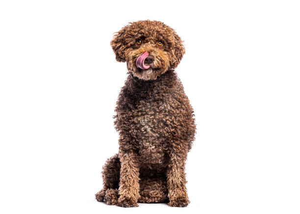istock Adorable spanish water dog licking its nose while sitting on white background 2202321956