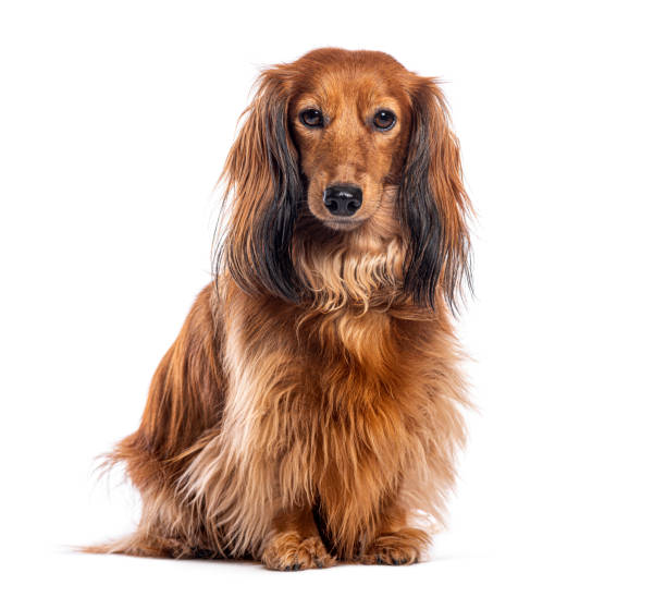 istock Long-haired dachshund sitting and looking at the camera, isolated on white 2202322467