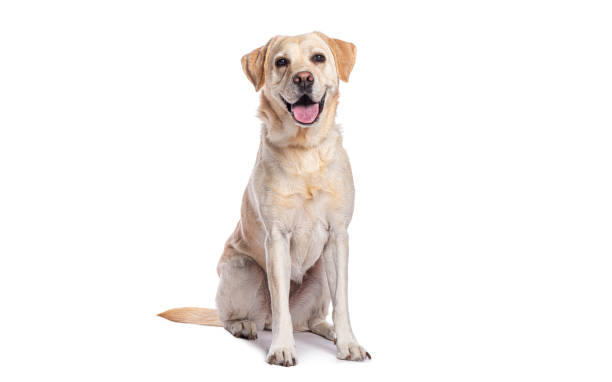 Happy labrador retriever sitting and looking at camera on white background