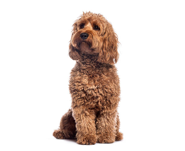 istock Adorable cockapoo puppy sits attentively, its gaze fixed upwards, exuding charm and curiosity 2202322508