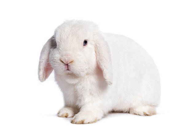 Wide angle close up of gray rabbit, isolated on a white background. He appears to be listening or evesdropping. Horizontal with copy space.