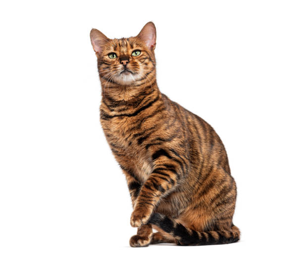 istock Toyger cat sitting and raising a paw, isolated on white background 2202323024