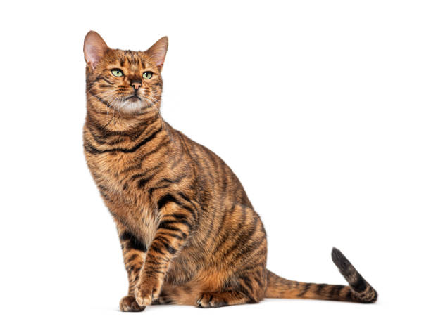 istock Toyger cat sitting and looking up curiously against white background 2202323027