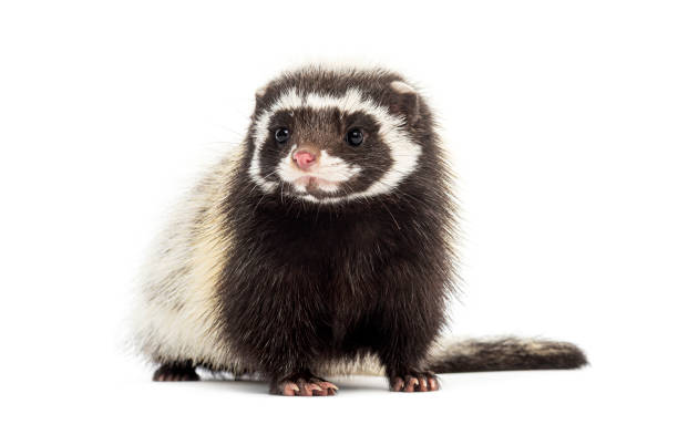 istock Saharan striped polecat, Ictonyx libycus, isolated on white 2202323031