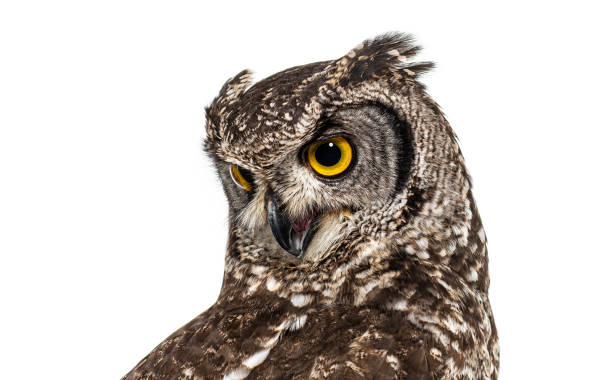 620+ Spotted Eagle Owl Stock Photos, Pictures & Royalty-Free