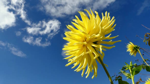 A yellow dahlia shines in the sunlight against a steel-blue sky with small white clouds.