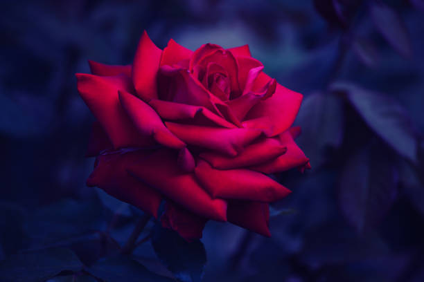Beautiful blooming roses in the garden.