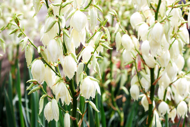 istock White yucca flowers close-up with water drops after rain. 2202324949