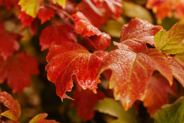 The image shows a spectacular close-up of a red leaf that stands out for its deep and rich beauty. The leaf is filled with shades of bright red, pink and purple, as if captured in a moment of true natural magic. The contrast between the sharp focus of the sheet and the soft blur of the background creates a spectacular visual accent, allowing you to see every detail of its texture and shape. The leaves overlap each other, giving the image a sense of layers and volume, as if you are looking into the very essence of autumn.