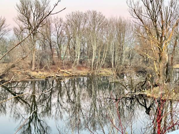 istock edge of a pond in winter 2202332291