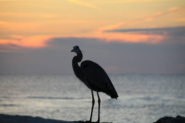 istock Great Blue Heron Silhouette against Sunrise 2202332835