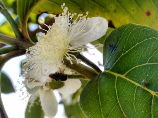 istock With its swift flight, the stingless bee dedicates itself to pollinating guava flowers, efficiently transporting pollen and ensuring the development of healthy, flavorful fruits. 2202333004